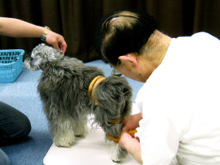 犬の骨盤調整1